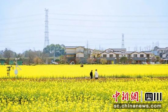 东林艺术村油菜花盛开。郫都区融媒体中心 供图 东林艺术村油菜花盛开。郫都区融媒体中心 供图