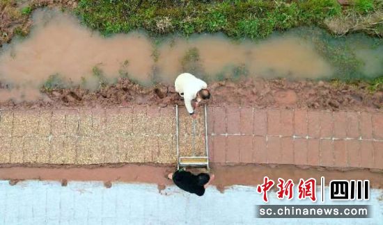 播撒稻种。闫凯 摄 播撒稻种。闫凯 摄