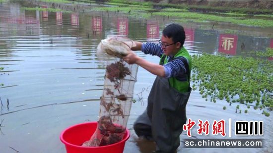 刘伟正在起虾笼。李媛媛摄 刘伟正在起虾笼。李媛媛摄
