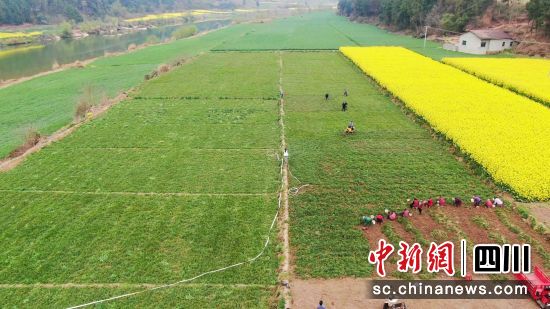 连片的麦冬喜获丰收。 梓潼县委宣传部供图 连片的麦冬喜获丰收。 梓潼县委宣传部供图