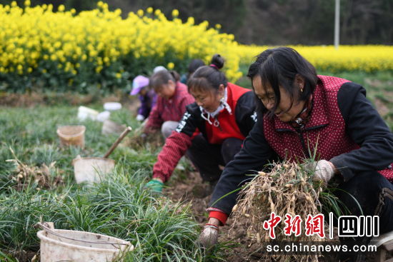 采摘麦冬。 梓潼县委宣传部供图 采摘麦冬。 梓潼县委宣传部供图