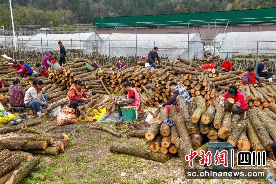 村民们正有序进行银耳接种备料工作。程聪 摄 村民们正有序进行银耳接种备料工作。程聪 摄