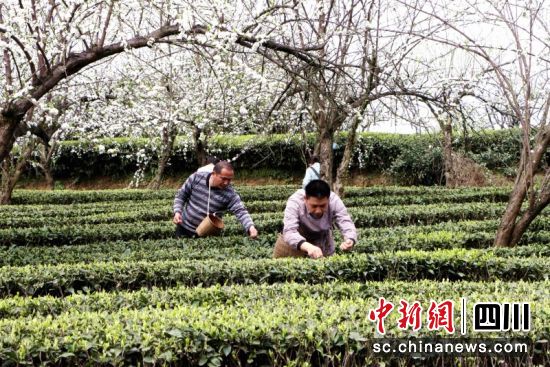 茶农采茶忙。罗景萍 摄 茶农采茶忙。罗景萍 摄