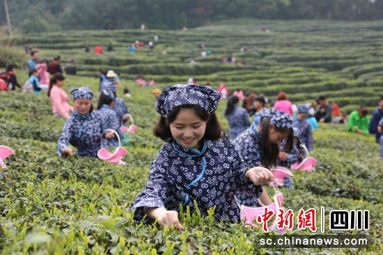 平昌春茶开采,村民采茶忙。平昌县委宣传部 供 平昌春茶开采,村民采茶忙。平昌县委宣传部 供