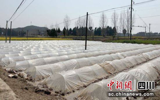 水稻制种育秧基地。 梓潼县融媒体中心供图 水稻制种育秧基地。 梓潼县融媒体中心供图