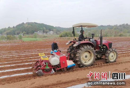麻石桥村水果花生机播现场。 三台县委宣传部供图 麻石桥村水果花生机播现场。 三台县委宣传部供图