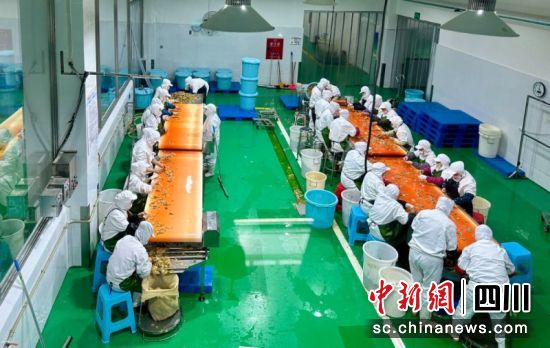 工人们正在车间忙碌。雁江区委宣传部 供图 工人们正在车间忙碌。雁江区委宣传部 供图
