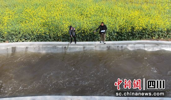 水利工作人员在眉山仁寿县谢安镇新民村巡视查看渠道流水情况。 潘帅 摄 水利工作人员在眉山仁寿县谢安镇新民村巡视查看渠道流水情况。 潘帅 摄
