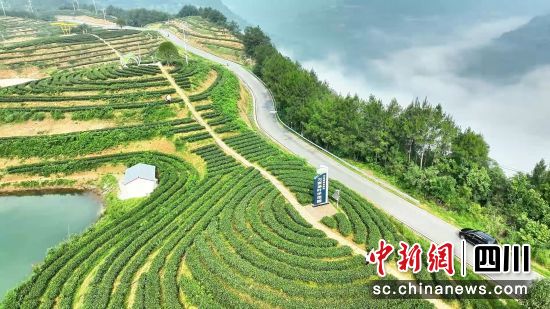平昌县金宝山浙川茶旅融合产业园万亩茶园一角。中共平昌县委宣传部 供图 平昌县金宝山浙川茶旅融合产业园万亩茶园一角。中共平昌县委宣传部 供图