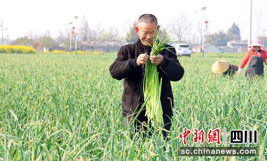 采收蒜薹。 绵竹市融媒体中心供图 采收蒜薹。 绵竹市融媒体中心供图