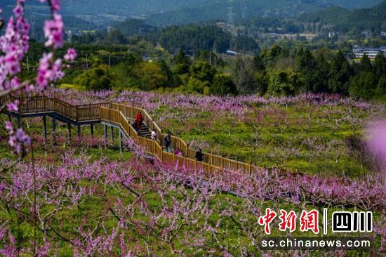 西充县双凤镇跳蹬河村桃花盛开。任晓静 摄 西充县双凤镇跳蹬河村桃花盛开。任晓静 摄