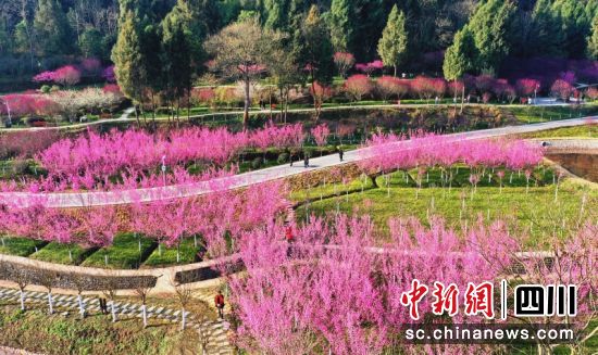 西充张澜故居梅花开放。李同周 摄 西充张澜故居梅花开放。李同周 摄
