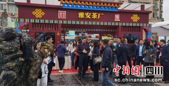 参观品鉴雅茶。 刘刚 摄 参观品鉴雅茶。 刘刚 摄