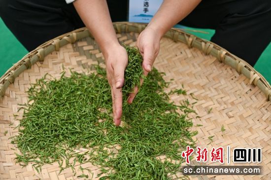 参赛选手正在对茶叶进行理、拉、搓成型。记者 刘忠俊 摄 参赛选手正在对茶叶进行理、拉、搓成型。记者 刘忠俊 摄