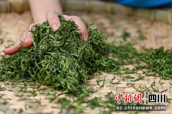 炒茶比赛现场参赛选手正在对茶坯进行揉捻,揉至茶条紧结。记者 刘忠俊 摄 炒茶比赛现场参赛选手正在对茶坯进行揉捻,揉至茶条紧结。记者 刘忠俊 摄