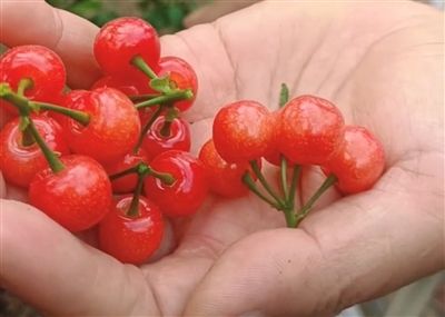 攀枝花仁和区早熟樱桃已上市 攀枝花仁和区早熟樱桃已上市