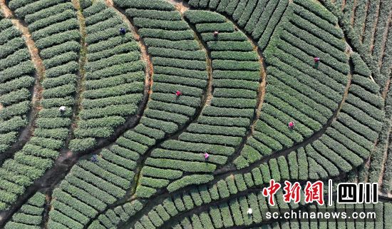 采茶工人在护国镇梅岭村特早茶基地采摘春茶。王超明 摄 采茶工人在护国镇梅岭村特早茶基地采摘春茶。王超明 摄