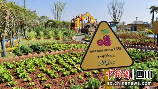 天天甜乐园研学基地。(戚原 摄) 天天甜乐园研学基地。(戚原 摄)