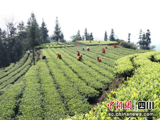 农户正在采茶。陈小芳摄 农户正在采茶。陈小芳摄