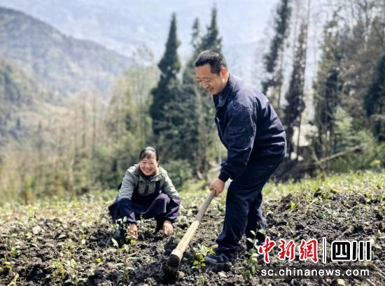 移栽新品种茶苗。汶川县委宣传部供图 移栽新品种茶苗。汶川县委宣传部供图