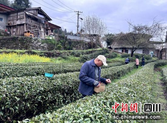 茶园采茶忙。汶川县委宣传部供图 茶园采茶忙。汶川县委宣传部供图