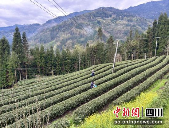 茶园采茶忙。汶川县委宣传部供图 茶园采茶忙。汶川县委宣传部供图