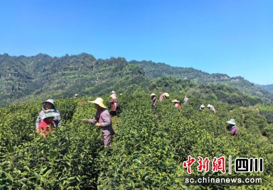白茶种植基地里工人正在采摘鲜茶。徐健军 摄 白茶种植基地里工人正在采摘鲜茶。徐健军 摄