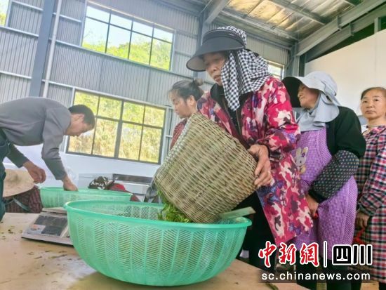 正在称重、登记。徐健军 摄 正在称重、登记。徐健军 摄
