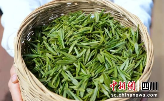 采摘的鲜茶。 毛晏 供图 采摘的鲜茶。 毛晏 供图