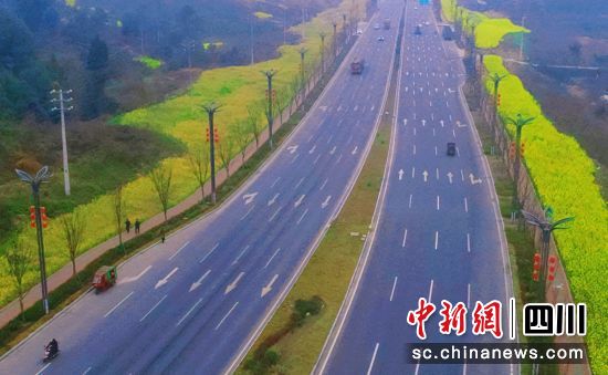 道路两侧的油菜花。贡井融媒 供图 道路两侧的油菜花。贡井融媒 供图