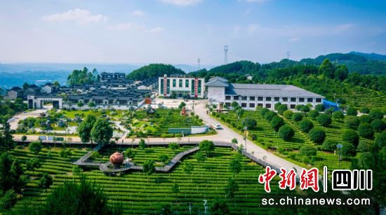 四川早白尖茶业有限公司大雁岭茶园基地。王宗强 摄 四川早白尖茶业有限公司大雁岭茶园基地。王宗强 摄