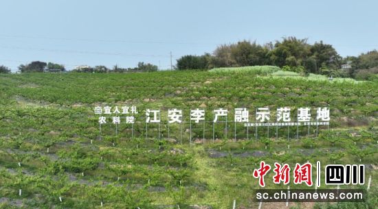 国道353线旁的江安李产融示范基地。江安县融媒体中心供图 国道353线旁的江安李产融示范基地。江安县融媒体中心供图