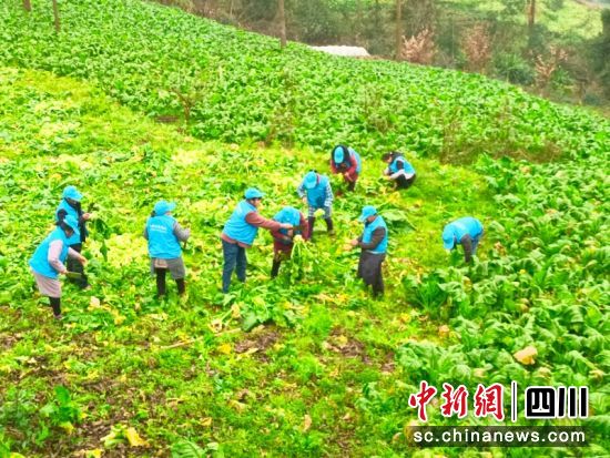 宜宾市屏山县新市镇平宁村烟菜农正在轮作地上采收蔬菜。罗延宏 摄 宜宾市屏山县新市镇平宁村烟菜农正在轮作地上采收蔬菜。罗延宏 摄