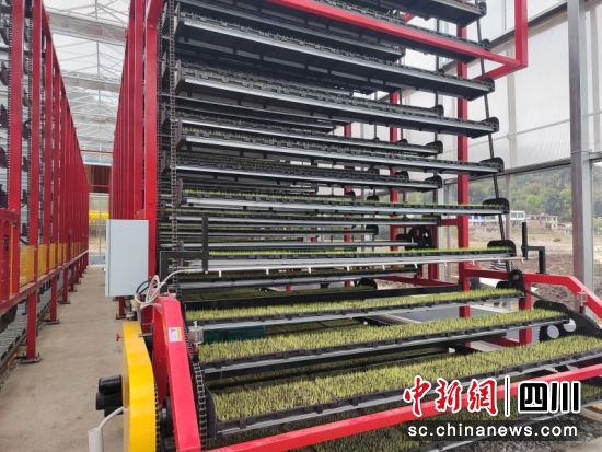 体循环育秧机床。罗景萍 摄 体循环育秧机床。罗景萍 摄