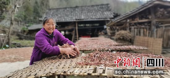 村民在晾晒微菜。鄢怀林 摄 村民在晾晒微菜。鄢怀林 摄