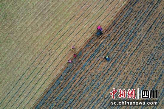 村民正迎着暖阳种植黄花。衡欢 摄 村民正迎着暖阳种植黄花。衡欢 摄