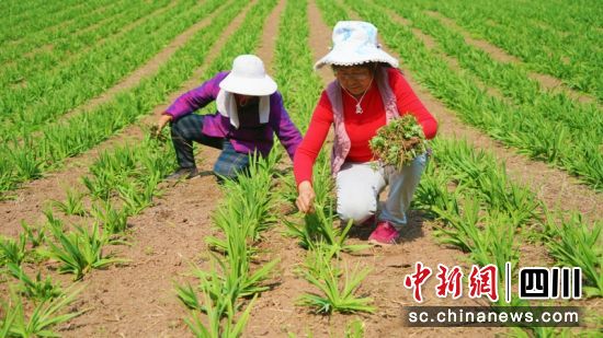 村民正迎着暖阳种植黄花。衡欢 摄 村民正迎着暖阳种植黄花。衡欢 摄