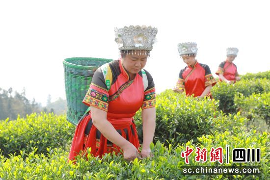 志愿者帮忙采茶。纳溪区委统战部供图 志愿者帮忙采茶。纳溪区委统战部供图