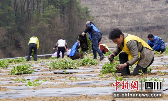 移栽甘蓝苗。张敏 摄 移栽甘蓝苗。张敏 摄