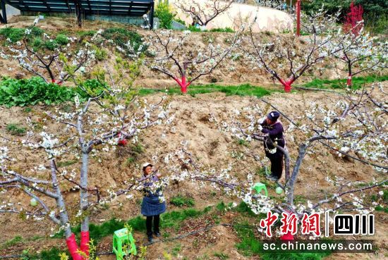 果农人工授粉忙。汶川县委宣传部供图 果农人工授粉忙。汶川县委宣传部供图