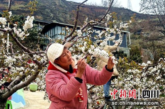 果农人工授粉忙。汶川县委宣传部供图 果农人工授粉忙。汶川县委宣传部供图