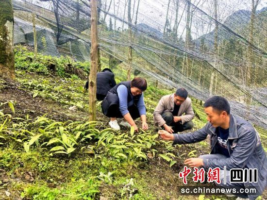 村民们查看毛慈菇长势。汶川县委宣传部供图 村民们查看毛慈菇长势。汶川县委宣传部供图