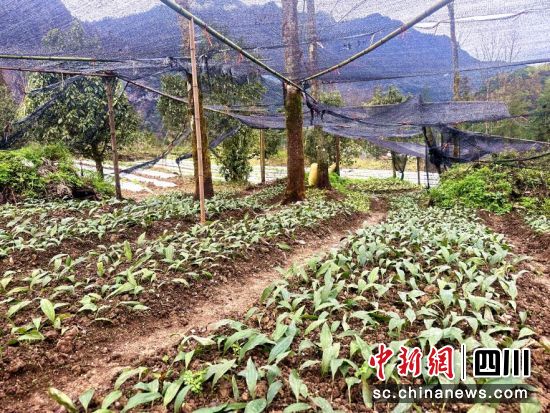 中药材毛慈菇幼苗。汶川县委宣传部供图 中药材毛慈菇幼苗。汶川县委宣传部供图