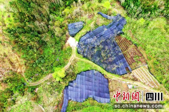 三江镇席草村林下中药材种植基地。汶川县委宣传部供图 三江镇席草村林下中药材种植基地。汶川县委宣传部供图
