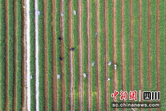 土壤改良与高效轮作共绘丰收图。古蔺县融媒体中心供图 土壤改良与高效轮作共绘丰收图。古蔺县融媒体中心供图