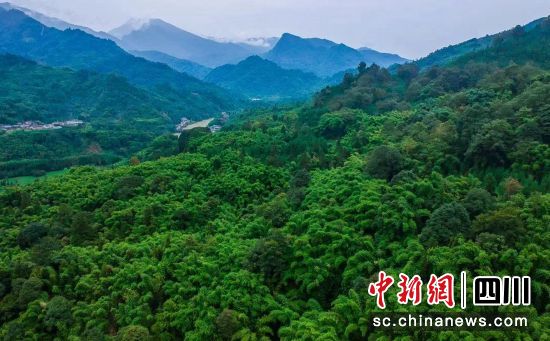 丰富的林业资源。雨城融媒 供图 丰富的林业资源。雨城融媒 供图