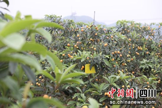 成片的优质枇杷已黄熟。杨晓川 摄 成片的优质枇杷已黄熟。杨晓川 摄