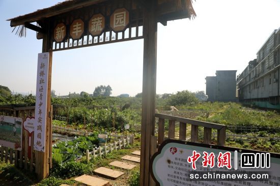 丹棱新桥社区共享菜园。程欢悦 摄 丹棱新桥社区共享菜园。程欢悦 摄