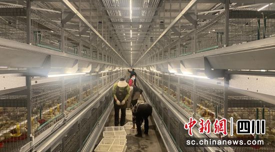 现代化的养殖基地。松潘县委宣传部供图 现代化的养殖基地。松潘县委宣传部供图