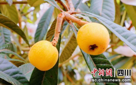 枇杷成熟。贡井融媒 供图 枇杷成熟。贡井融媒 供图
